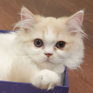 Meet your Posher, Daniella